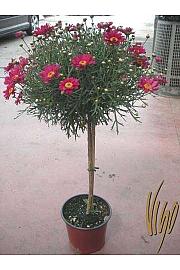 Chrysanthemum frutescens Ø18 rdeča Na Steblu 30 cm