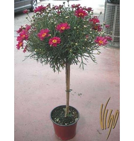 Chrysanthemum frutescens Ø18 rdeča Na Steblu 30 cm