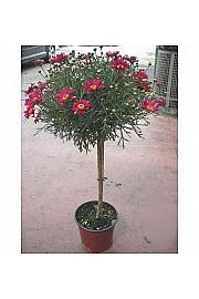 Chrysanthemum frutescens Ø18 rdeča Na Steblu 30 cm