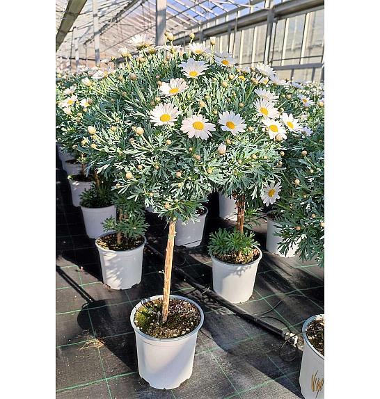 Chrysanthemum frutescens Ø18 bela Na Steblu 30 cm