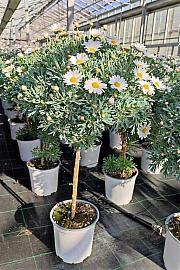 Chrysanthemum frutescens Ø18 bela Na Steblu 30 cm