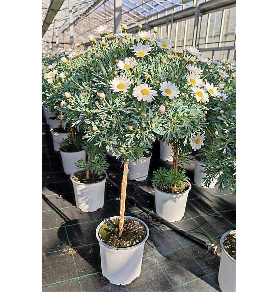 Chrysanthemum frutescens Ø18 bela Na Steblu 30 cm
