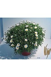 Chrysanthemum frutescens Ø18 bela