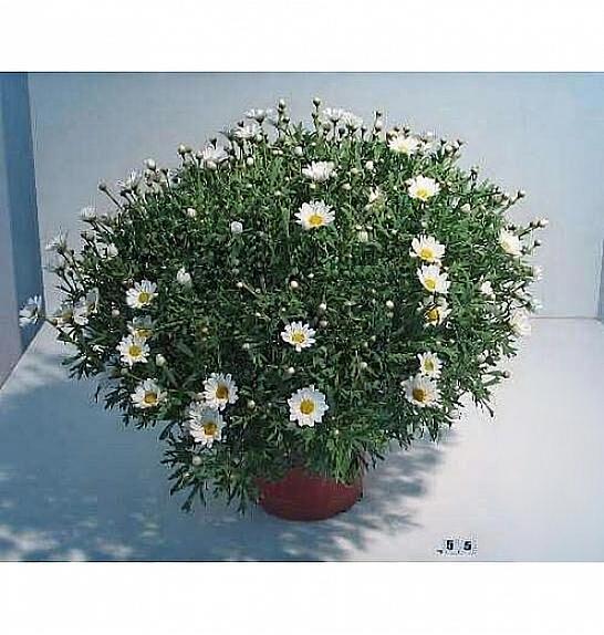Chrysanthemum frutescens Ø18 bela