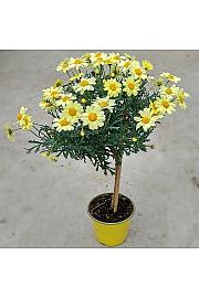 Chrysanthemum frutescens Ø14 rumena Na Steblu 25 cm