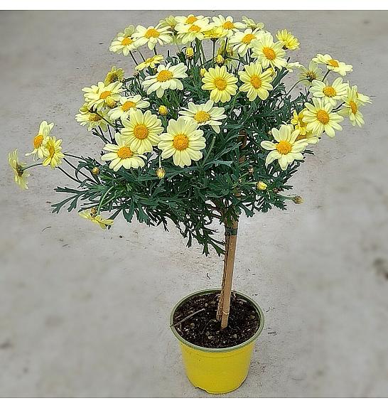 Chrysanthemum frutescens Ø14 rumena Na Steblu 25 cm
