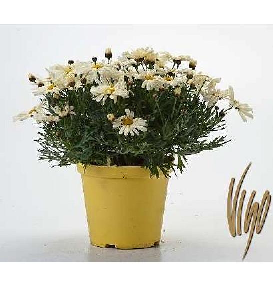 Chrysanthemum frutescens Ø14 rumena