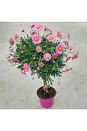 Chrysanthemum frutescens Ø14 roza Na Steblu 20 cm