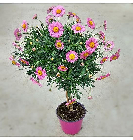 Chrysanthemum frutescens Ø14 roza Na Steblu 25 cm