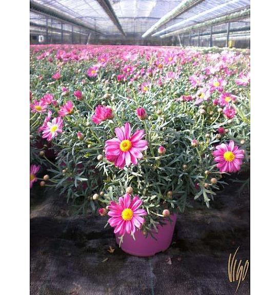 Chrysanthemum frutescens Ø14 roza
