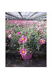 Chrysanthemum frutescens Ø14 roza