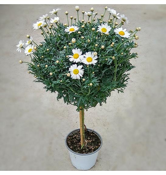 Chrysanthemum frutescens Ø14 rdeča Na Steblu 25 cm
