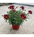 Chrysanthemum frutescens Ø14 rdeča