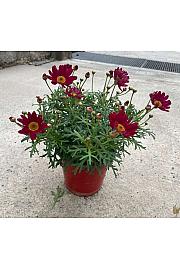 Chrysanthemum frutescens Ø14 rdeča