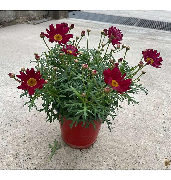 Chrysanthemum frutescens Ø14 rdeča