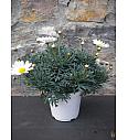 Chrysanthemum frutescens Ø14 bela