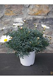 Chrysanthemum frutescens Ø14 bela
