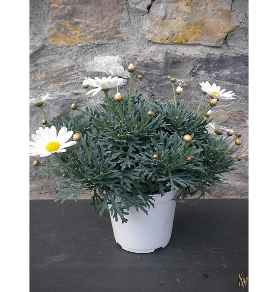 Krizantema frutescens Ø14 bijela