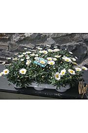 Chrysanthemum frutescens Ø11 bela