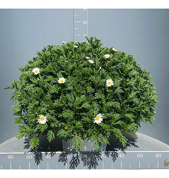 Chrysanthemum frutescens Bofinger Ø35