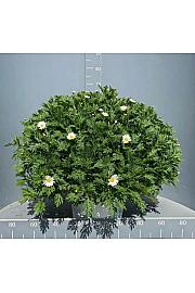 Chrysanthemum frutescens Bofinger Ø35