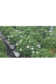 Chrysanthemum frutescens Bofinger Ø30 Na Steblu 40 cm
