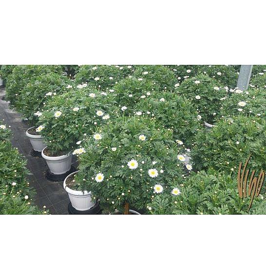 Chrysanthemum frutescens Bofinger Ø30 Na Steblu 40 cm