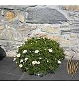 Chrysanthemum frutescens Bofinger Ø30