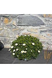 Krizantema frutescens Bofinger Ø30