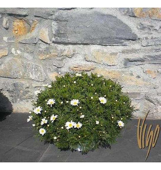 Krizantema frutescens Bofinger Ø30