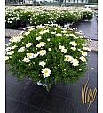Chrysanthemum frutescens Bofinger Ø24