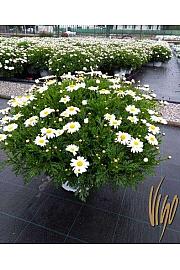 Chrysanthemum frutescens Bofinger Ø24