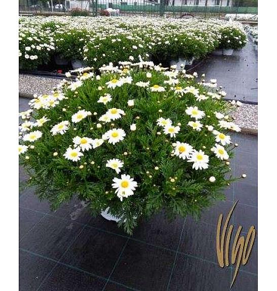 Krizantema frutescens Bofinger Ø24