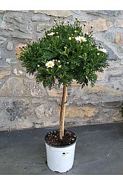 Krizantema frutescens Bofinger Ø18 Na stabljici od 30 cm