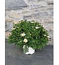Chrysanthemum frutescens Bofinger Ø18
