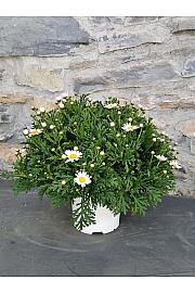 Krizantema frutescens Bofinger Ø18