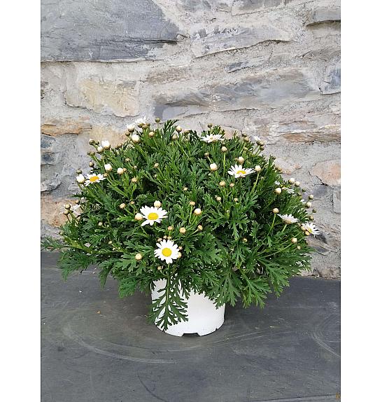 Krizantema frutescens Bofinger Ø18