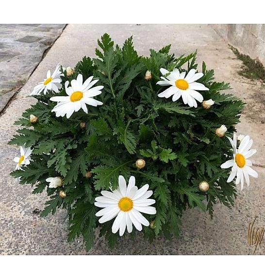 Chrysanthemum frutescens Albenga Ø18
