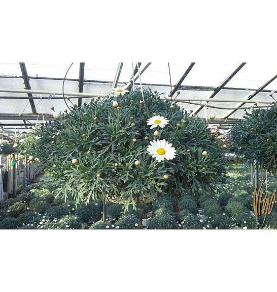 Chrysanthemum frutescens Ø20 bela obešanka