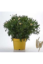 Chrysanthemum frutescens Ø18 rumena