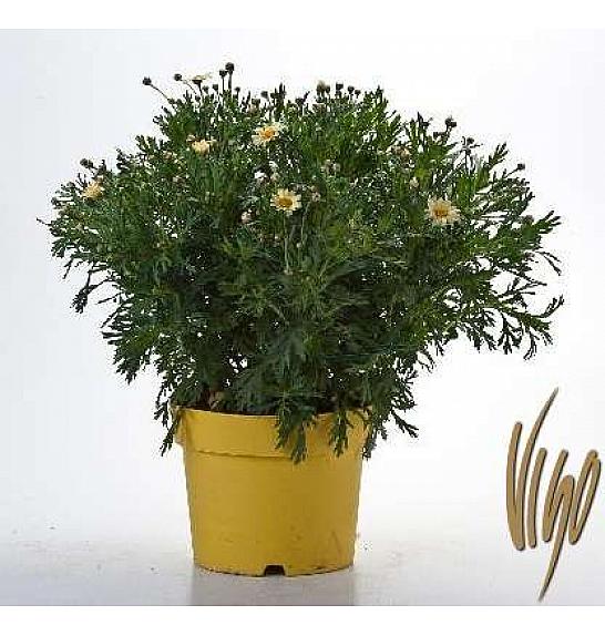 Chrysanthemum frutescens Ø18 rumena