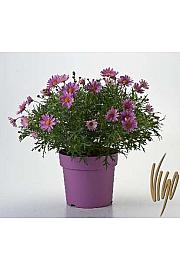 Chrysanthemum frutescens Ø18 roza