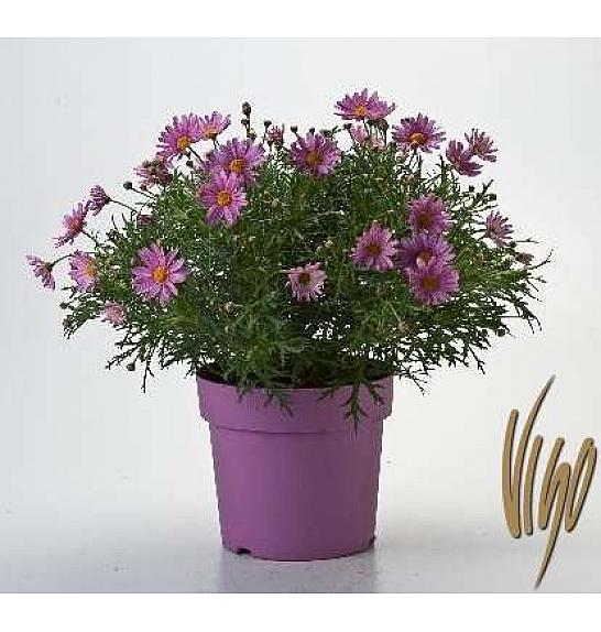 Chrysanthemum frutescens Ø18 roza