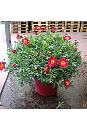 Chrysanthemum frutescens Ø18 rdeča