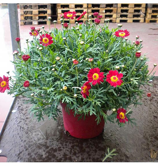 Chrysanthemum frutescens Ø18 rdeča