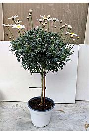 Krizantema frutescens Ø14 bijela na stabljici 25 cm