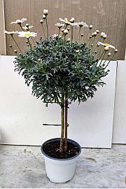 Chrysanthemum frutescens Ø14 bela Na Steblu 20 cm