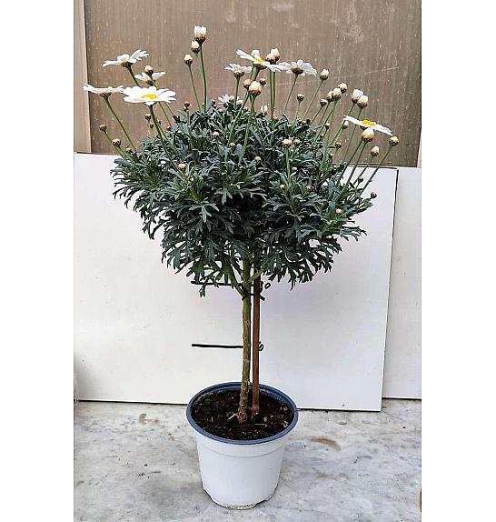 Chrysanthemum frutescens Ø14 bela Na Steblu 20 cm