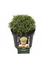 Chamaecyparis pisifera White Pygmy C2,5 Lit. 15-20 cm
