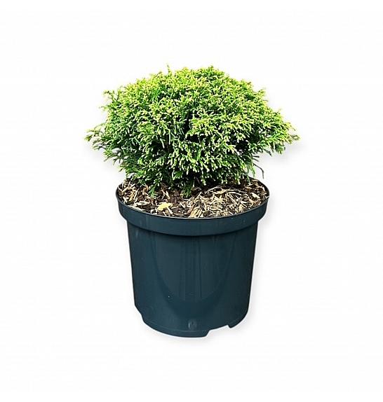 Chamaecyparis pisifera White Pygmy C2,5 Lit. 15-20 cm